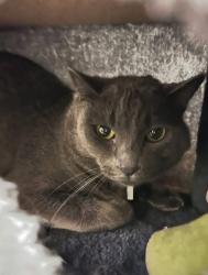 Lost Male Cat last seen S. River Rd, St. George, UT 84790