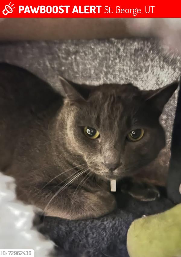 Lost Male Cat last seen S. River Rd, St. George, UT 84790