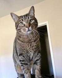 Lost Male Cat last seen Parker & Aaron in Northpointe Crossing , Anna, TX 75409