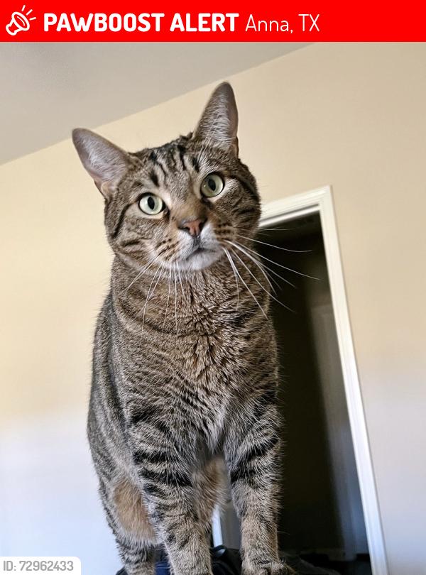 Lost Male Cat last seen Parker & Aaron in Northpointe Crossing , Anna, TX 75409