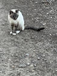 Lost Unknown Cat last seen Whitney oaks drive and Whitney ranch parkway , Rocklin, CA 95765