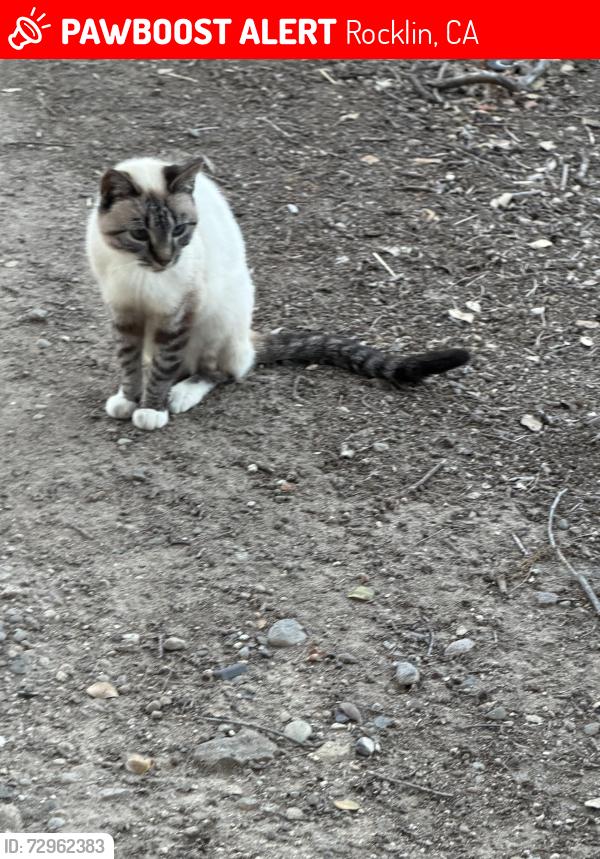 Lost Unknown Cat last seen Whitney oaks drive and Whitney ranch parkway , Rocklin, CA 95765