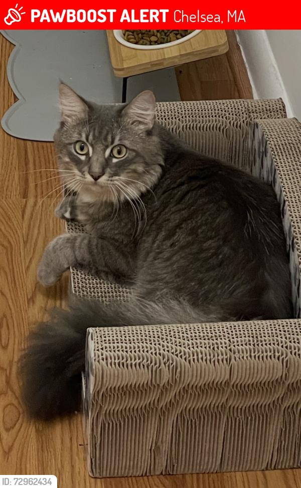 Lost Male Cat last seen Reynolds Ave Chelsea MA , Chelsea, MA 02150