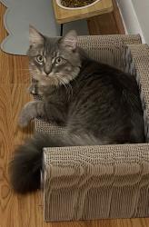 Lost Male Cat last seen Reynolds Ave Chelsea MA , Chelsea, MA 02150