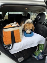 Reunited Male Dog last seen Loves truck stop/ Menke Farms, Amarillo, TX 79124
