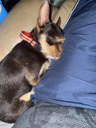 Found/Stray Male Dog last seen Pasco, Pasco, WA 99301