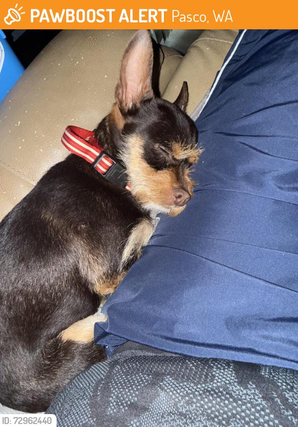 Found/Stray Male Dog last seen Pasco, Pasco, WA 99301