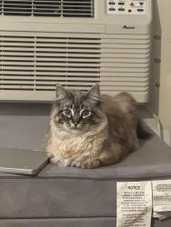 Lost Male Cat last seen Silverton rd and 45th Ave , Salem, OR 97305