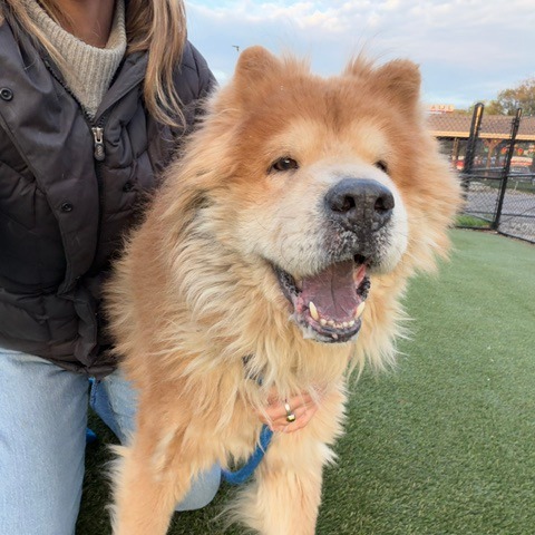 Shelter Stray Male Dog last seen , Philadelphia, PA 19140
