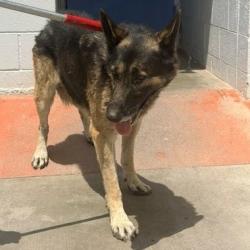Shelter Stray Male Dog last seen , Hawthorne, CA 90250