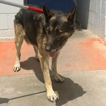 Shelter Stray Male Dog last seen , Hawthorne, CA 90250