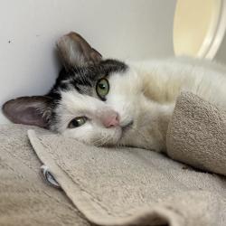 Shelter Stray Female Cat last seen , Philadelphia, PA 19140