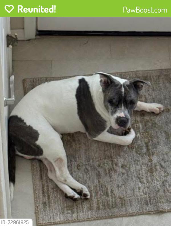 Reunited Male Dog last seen Segundo and Fountain Hills Blvd, Fountain Hills, AZ 85268