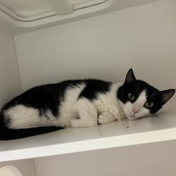 Shelter Stray Female Cat last seen , Philadelphia, PA 19140