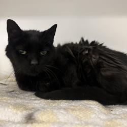 Shelter Stray Female Cat last seen , Philadelphia, PA 19140