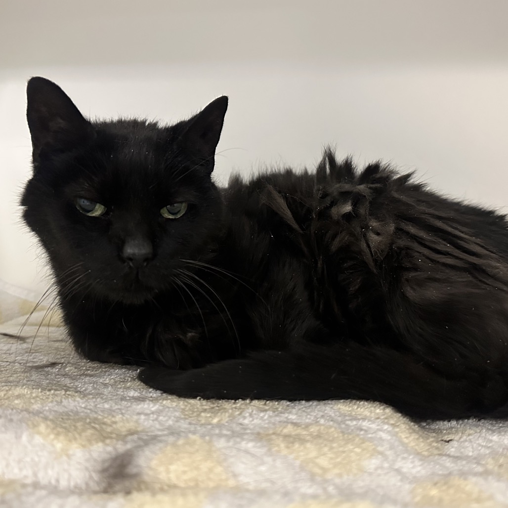 Shelter Stray Female Cat last seen , Philadelphia, PA 19140