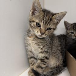 Shelter Stray Female Cat last seen , Philadelphia, PA 19140