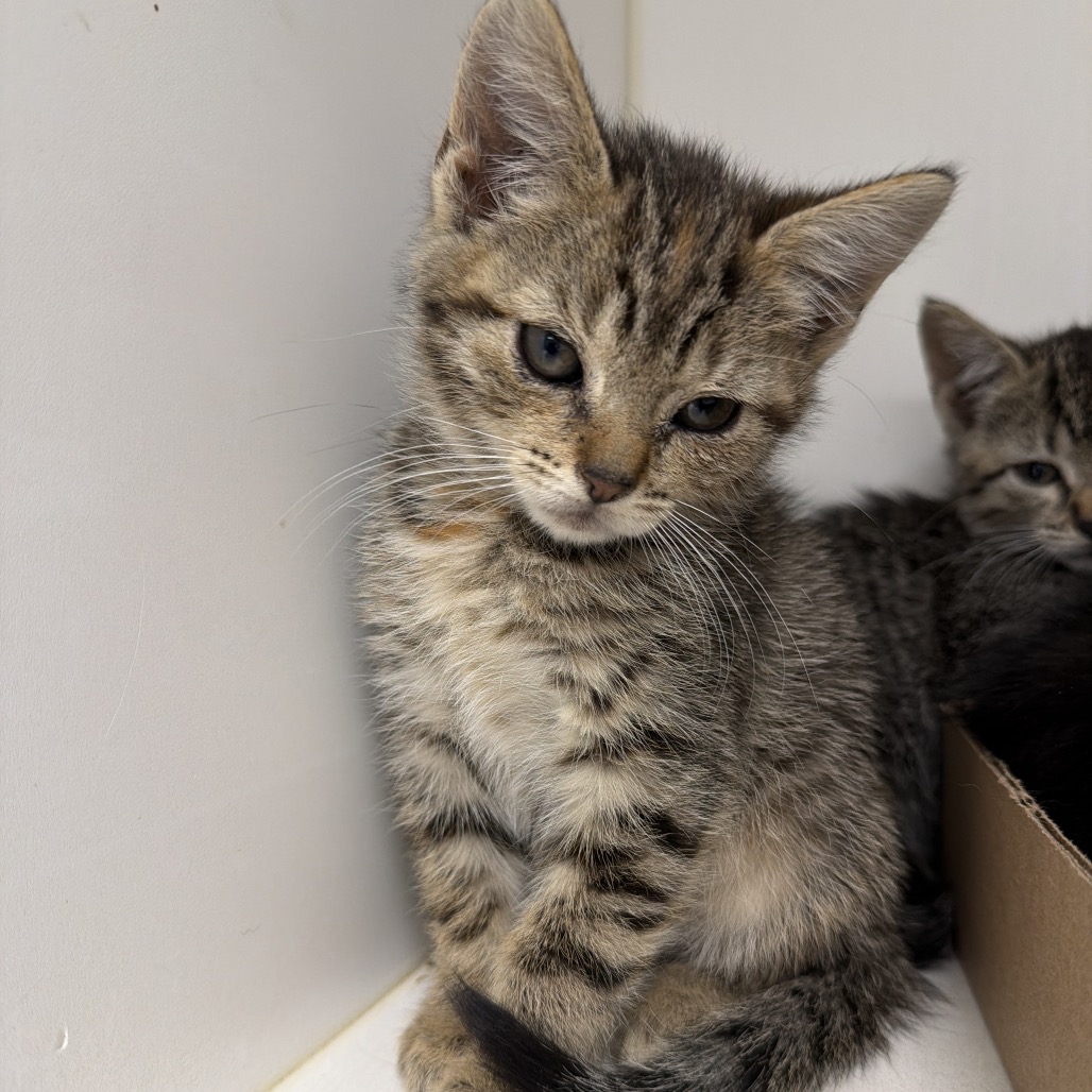 Shelter Stray Female Cat last seen , Philadelphia, PA 19140