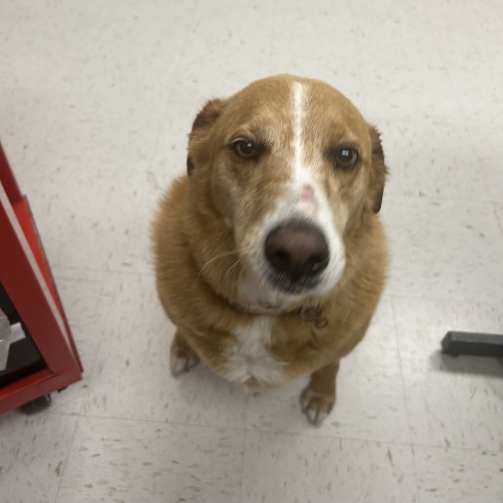 Shelter Stray Female Dog last seen , Portland, TX 78374