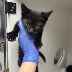 Shelter Stray Female Cat last seen , Philadelphia, PA 19140