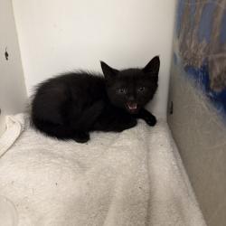 Shelter Stray Male Cat last seen , Philadelphia, PA 19140