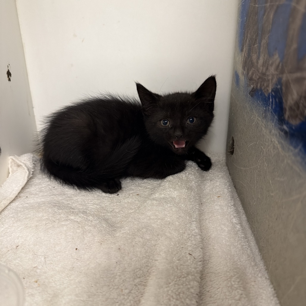 Shelter Stray Male Cat last seen , Philadelphia, PA 19140