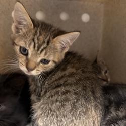 Shelter Stray Female Cat last seen , Philadelphia, PA 19140