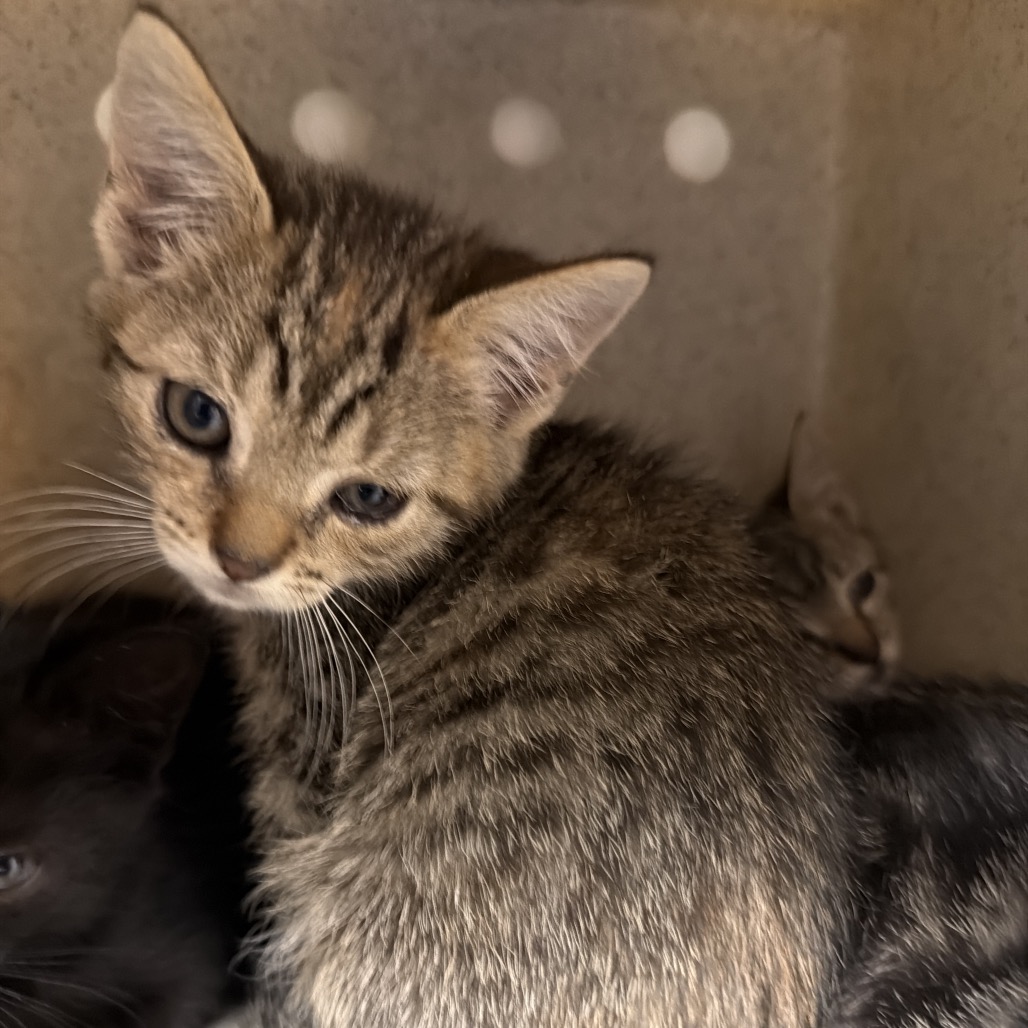 Shelter Stray Female Cat last seen , Philadelphia, PA 19140