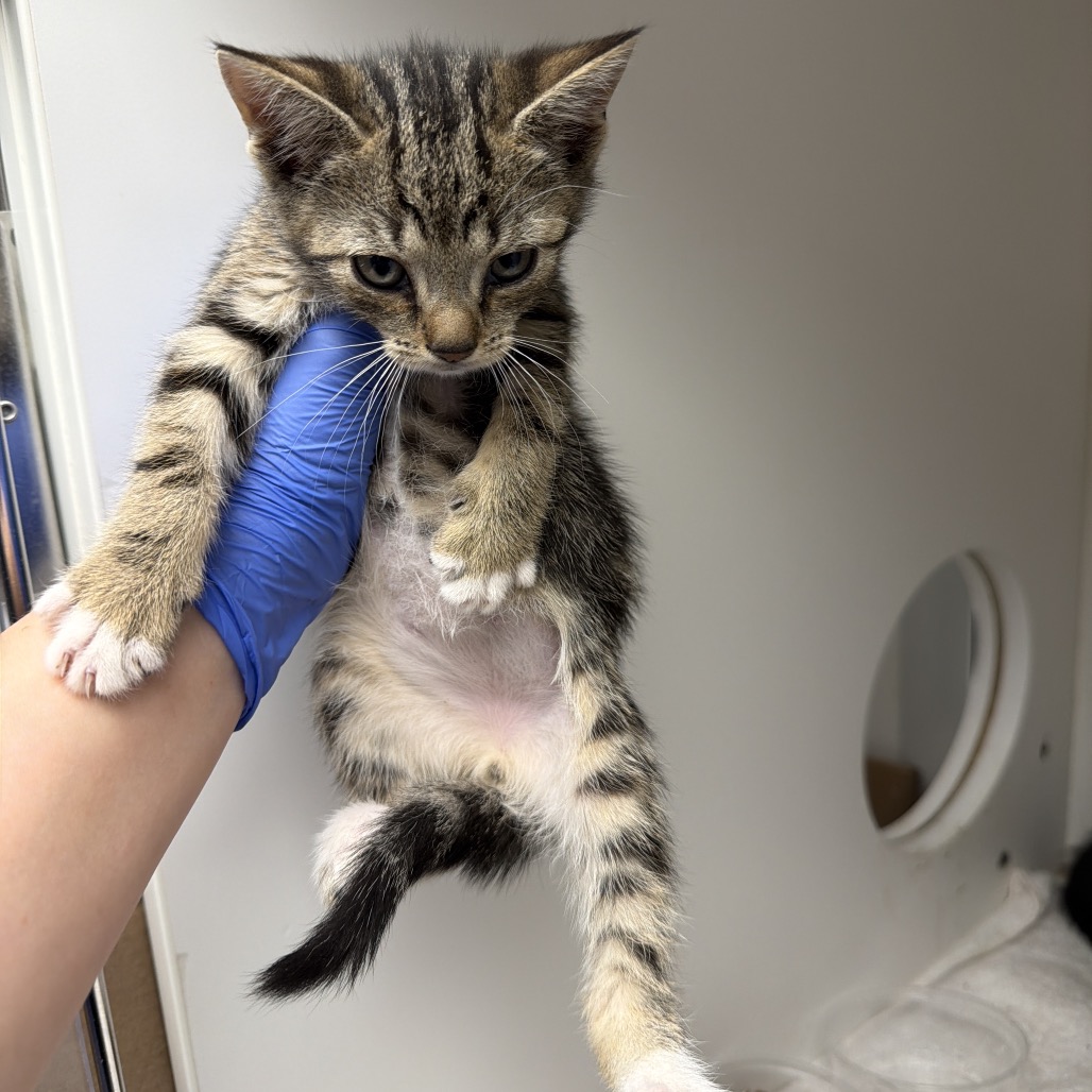 Shelter Stray Male Cat last seen , Philadelphia, PA 19140