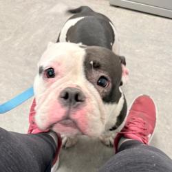 Shelter Stray Female Dog last seen , Philadelphia, PA 19140