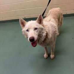 Shelter Stray Male Dog last seen , Memphis, TN 38133