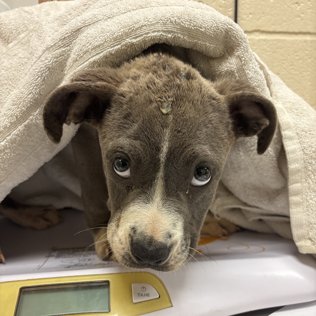 Shelter Stray Male Dog last seen , Memphis, TN 38133