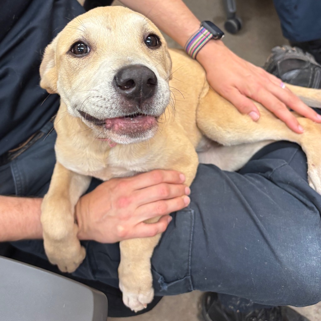 Shelter Stray Female Dog last seen , Memphis, TN 38133