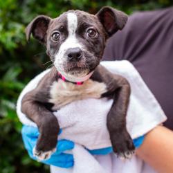 Shelter Stray Female Dog last seen , Hattiesburg, MS 39401