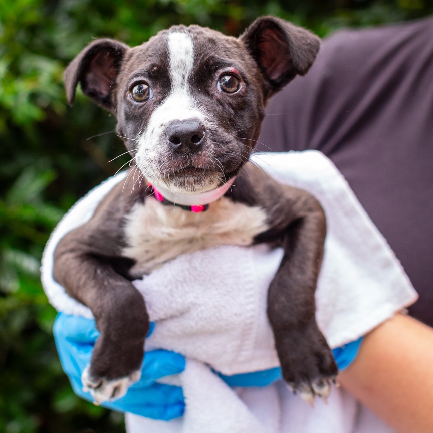 Shelter Stray Female Dog last seen , Hattiesburg, MS 39401