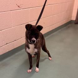 Shelter Stray Female Dog last seen , Memphis, TN 38133