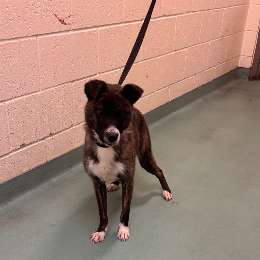 Shelter Stray Female Dog last seen , Memphis, TN 38133