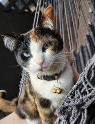 Lost Female Cat last seen 20th & Karluk St Chester Creek park, Anchorage, AK 99501