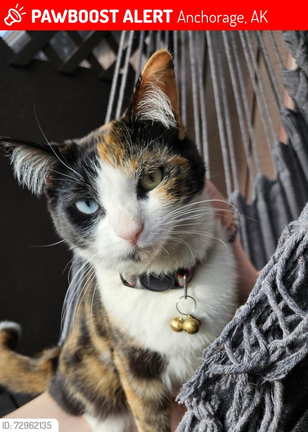 Lost Female Cat last seen 20th & Karluk St Chester Creek park, Anchorage, AK 99501