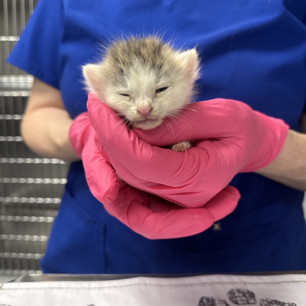 Shelter Stray Female Cat last seen , Greenville, SC 29609