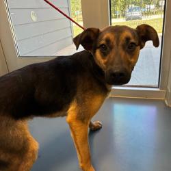 Shelter Stray Male Dog last seen , Greensboro, NC 27409