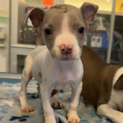 Shelter Stray Female Dog last seen , Edinburg, TX 78539