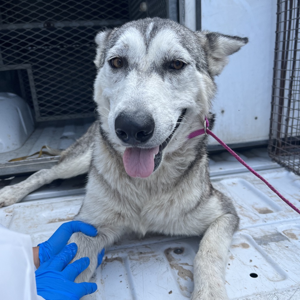 Shelter Stray Female Dog last seen , Edinburg, TX 78539