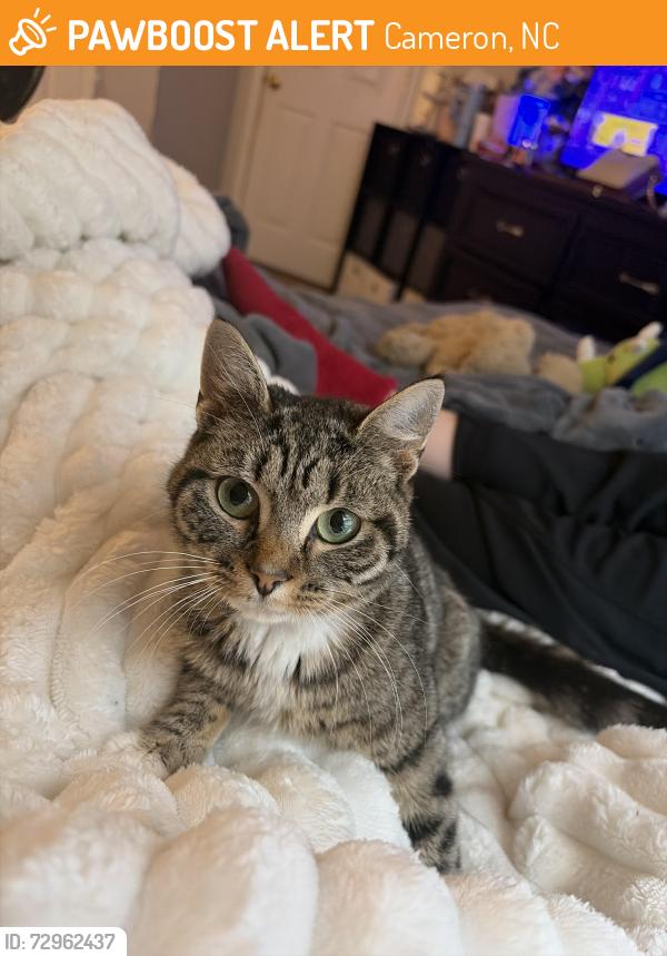 Found/Stray Female Cat last seen Near melody ln, cameron, NC 28326, Cameron, NC 28326