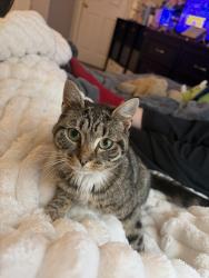 Found/Stray Female Cat last seen Near melody ln, cameron, NC 28326, Cameron, NC 28326