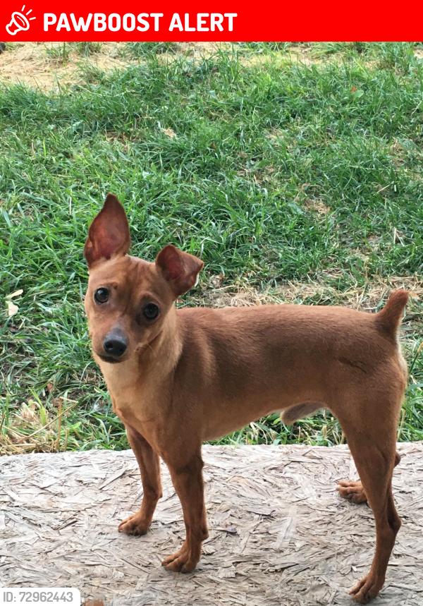 Lost Male Dog last seen Berrien Springs Fair Grounds, Oronoko Township, MI 49103