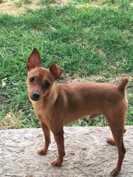 Lost Male Dog last seen Berrien Springs Fair Grounds, Oronoko Township, MI 49103