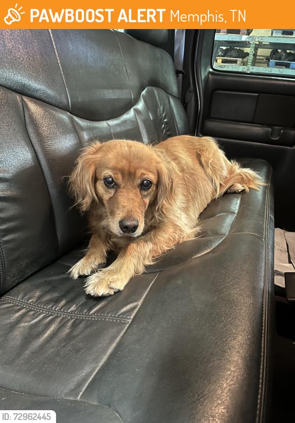 Found/Stray Female Dog last seen Old Millington rd and Watkins 38127, Memphis, TN 38127