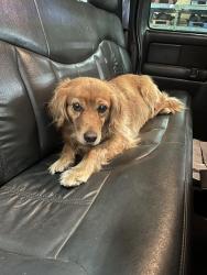 Found/Stray Female Dog last seen Old Millington rd and Watkins 38127, Memphis, TN 38127