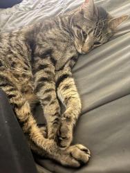 Lost Male Cat last seen Fairfield library, Fairfield, OH 45014